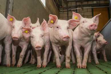 Studies are showing that optimising feed intake of vitamin D can boost piglet immunity in a number of different ways. [Photo: Peter Roek}