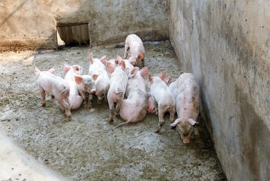 Backyard farms usually keep pigs in relatively simple sheds, partly outdoors, with rarely any attention for biosecurity. - Photo: Henk Riswick