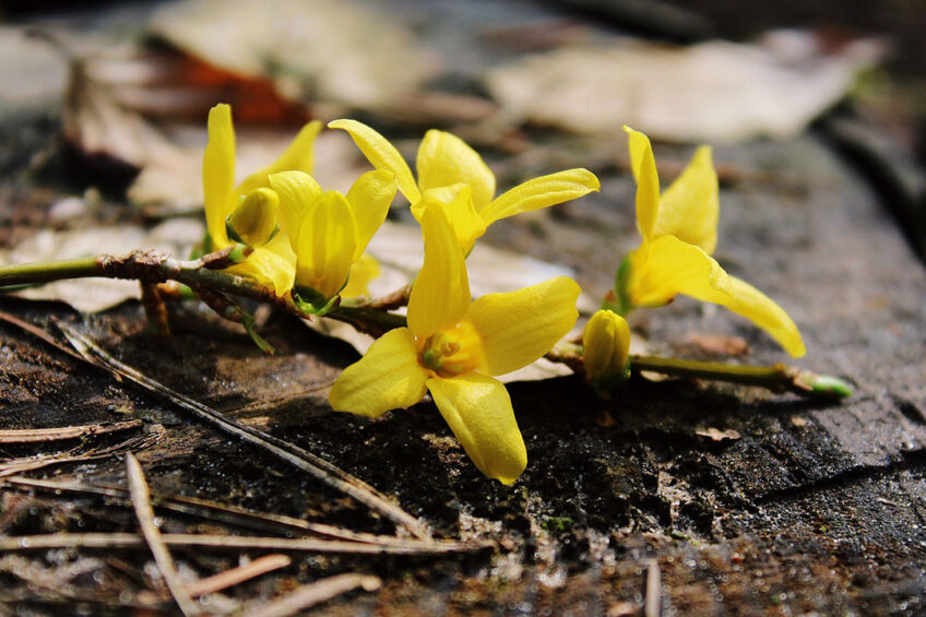 Golden Bells extract can improve immune function in piglets and promote growth.  Photo: MaxPixel