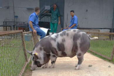 The Piau pig breed is characterised by its adaptability and resistance to disease. - Photos: Paulo Henrique Reis Furtado Campos