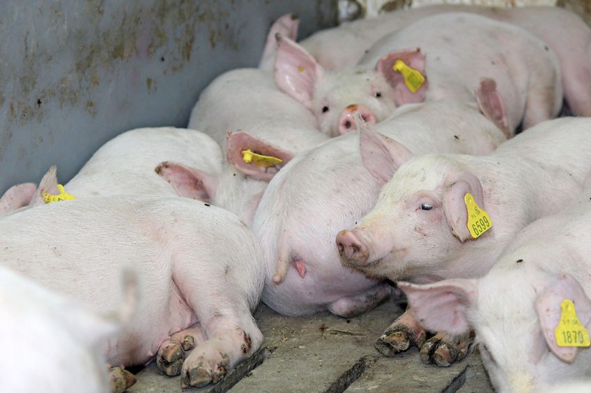 Healthy finisher pigs on a modern farm in Jiangsu province, China. The farm is unrelated to the recent ASF developments. - Photo: Vincent ter Beek