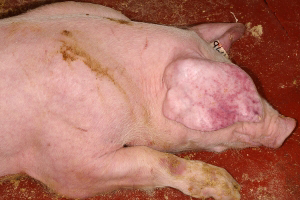 Outbreak of African Swine Fever in Benin