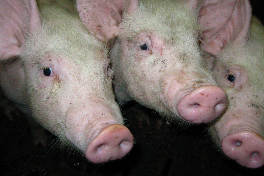 Danish population could be infected with porcine MRSA