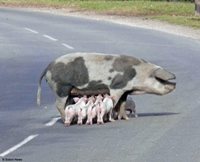Pig brings traffic to standstill