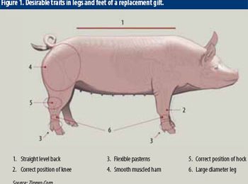 Better sow performance starts with good prevention