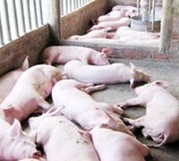Paraguay: Vet services destroy cattle, pigs due to FMD