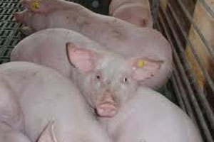 Russia: Feed production boost will meet pig feed demand