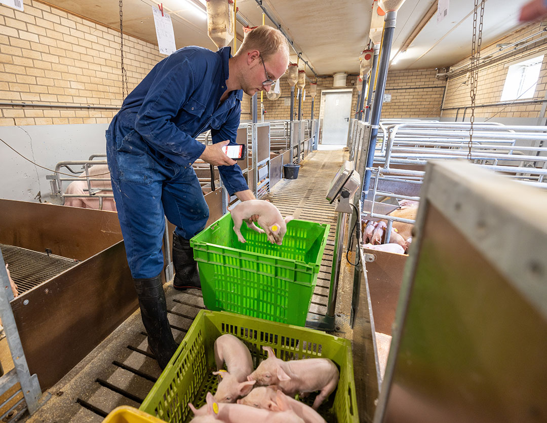 Stefan Hermans weighs piglets and checks the results on the scales.