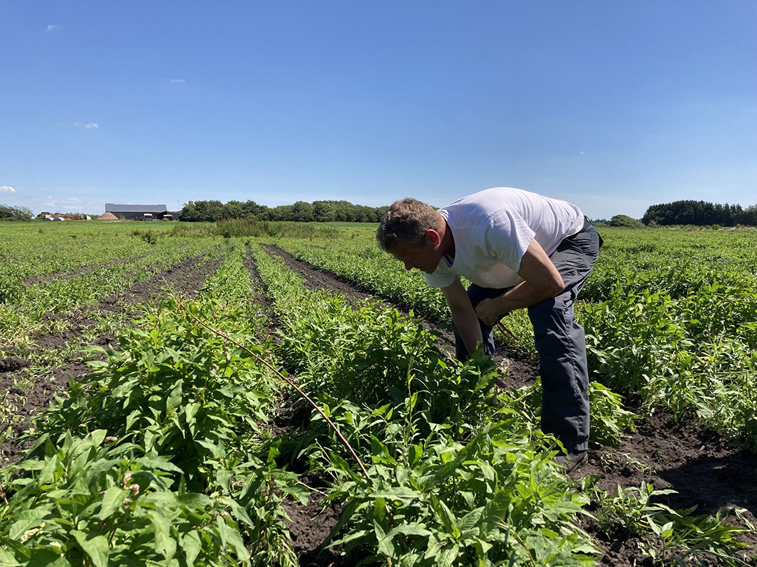 The farm grows a range of raw materials itself.