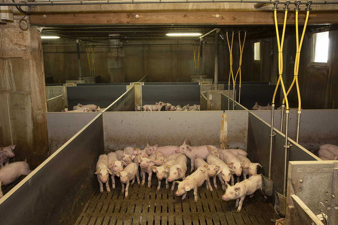 The weaner pig are being kept on fully slatted floors and are supplied with dry feed.