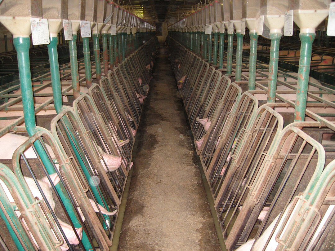 The old situation at Porcherie Lac du Onze, with sow stalls.