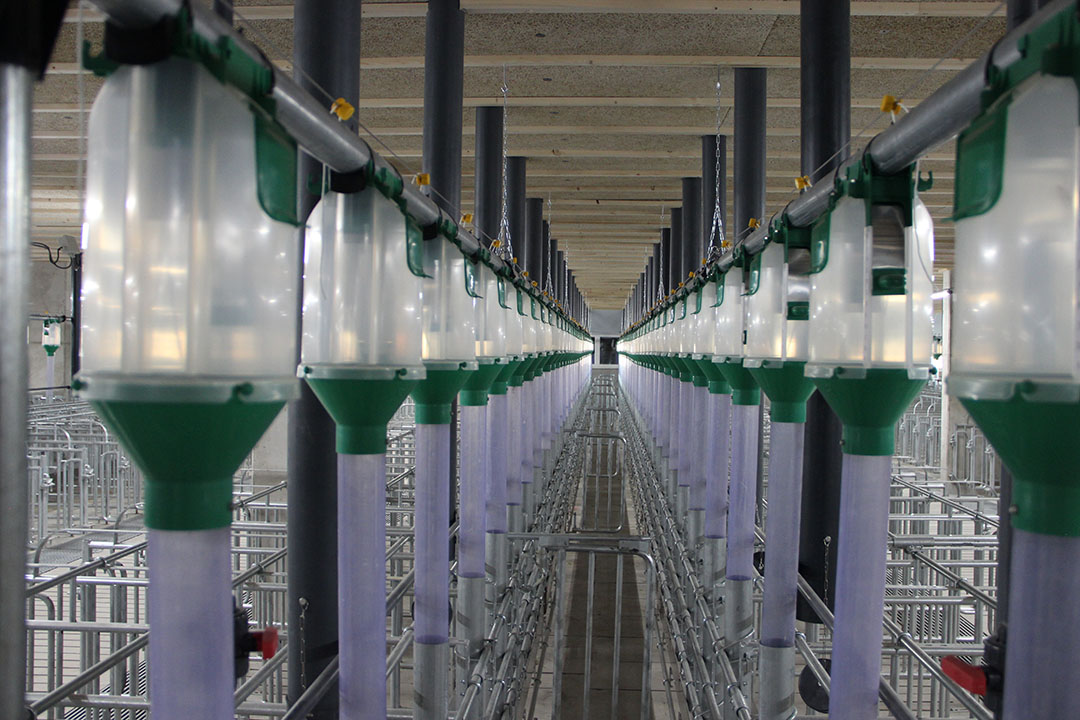 During gestation, group housed sows will be kept in free access stalls.