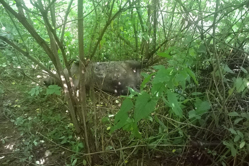 An ASF infected wild boar that was found a few years ago in the forests near Zlin, Czech Republic. - Photo: Petr Satran, Czech State Veterinary Authority