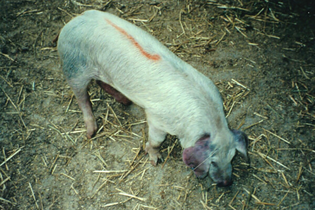 Recently, it was even speculated that the entire pig herd of the country should be culled, which is around 1.4 million animals. - Photo: FAO