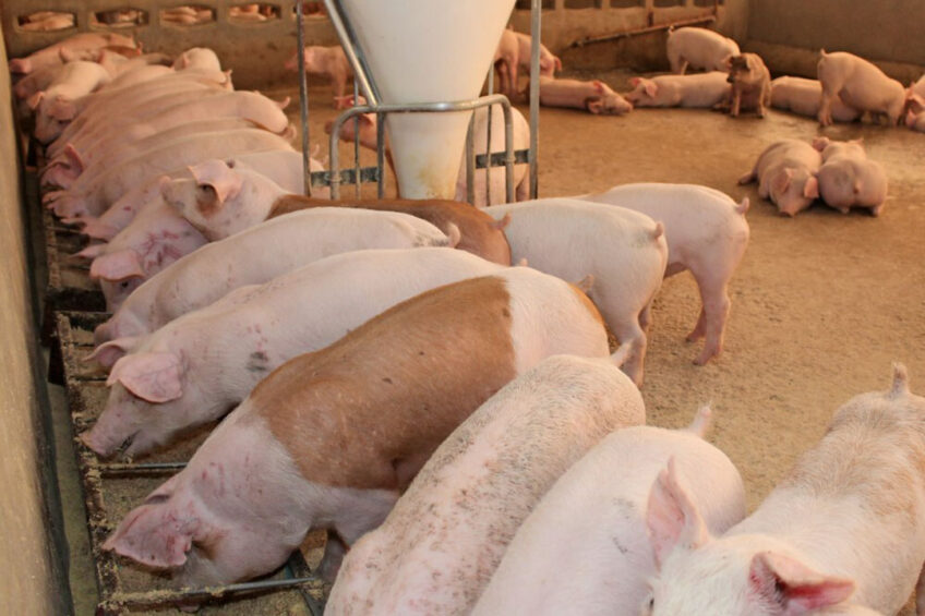 A pig farm in Prachinburi, Thailand. Photo: Boerderij Redacteur