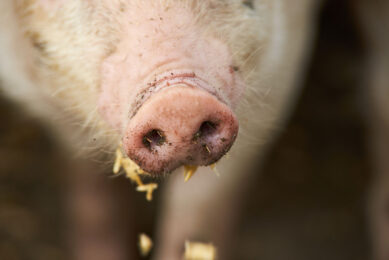 Flavour supplementation could help to ease the weaning transition from milk to solid feed. - Photo: Shutterstock