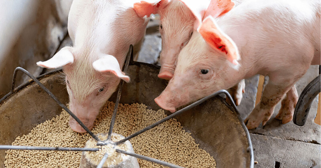 Photo: CNA (Confederação Nacional da Agricultura e Pecuária).