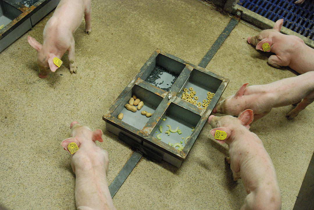 Study shows that piglets like diversity in their diet from cereal loops to peanuts. Photo: Schothorst Feed Research