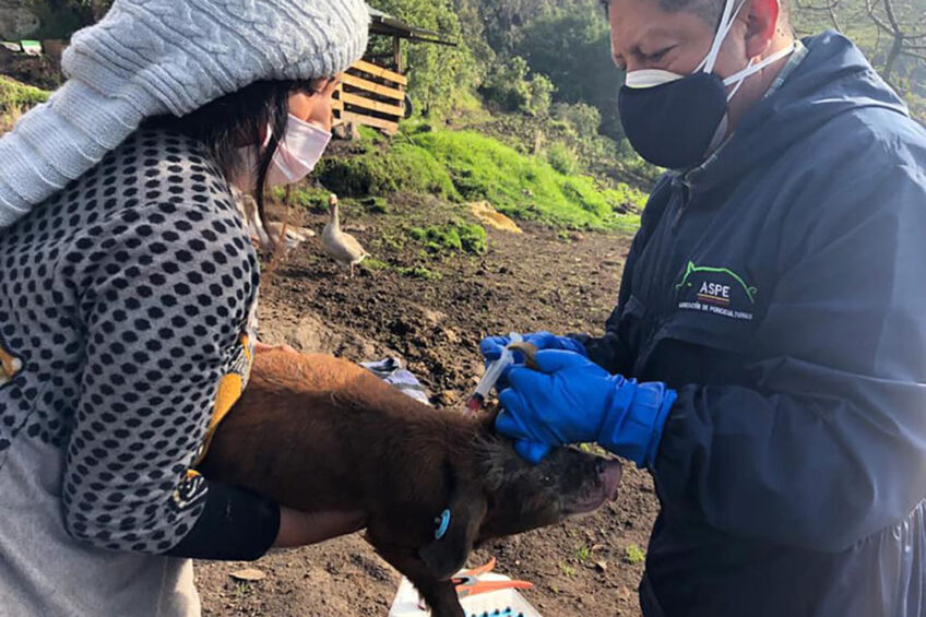 Ecuador is curently implementing the Project for the Eradication of Classical Swine Fever (CSF), one of the most feared diseases for pigs. - Photo: ASPE