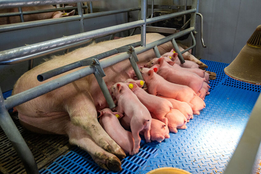 lightweight piglets