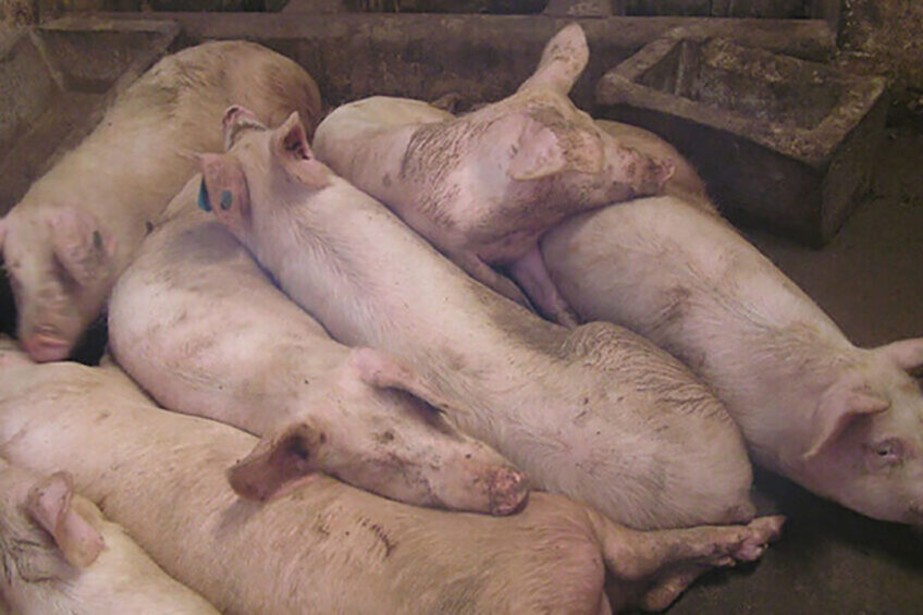 FAO alerted Latin American and Caribbean countries In August 2021 to the need to take preventive measures due to the ASF outbreak amongst domestic pigs in the Dominican Republic and later in Haiti. Photo: FAO