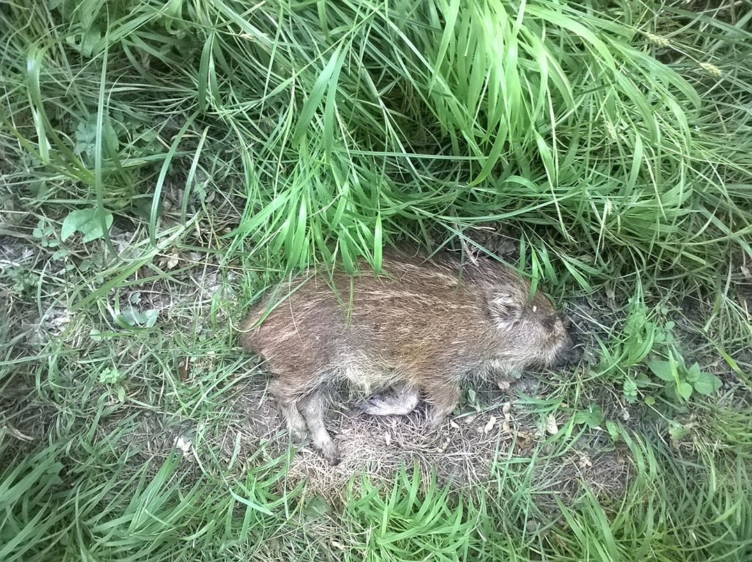 A wild boar piglet that died from ASF. - Photo: Petr Satran, Czech State Veterinary Authority