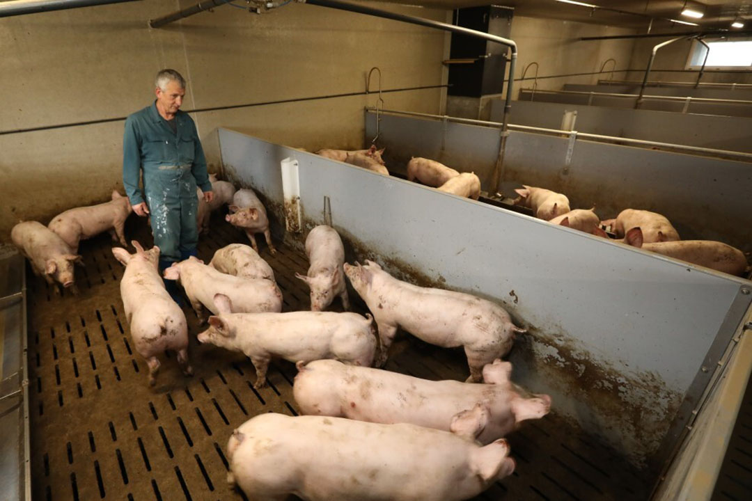 At Talibart’s far, the flooring is completely slatted, and fresh air is delivered to the pigs through the ceiling. Photo: Henk Riswick