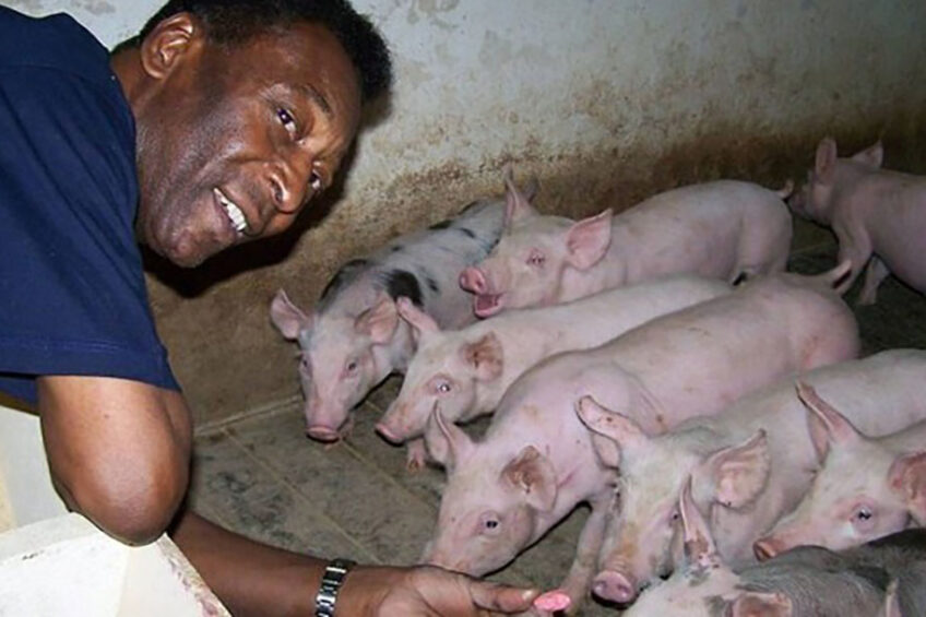 Obituary: Brazil’s Pelé also excelled in pigs