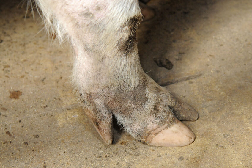 When redesigning a farm, sow lameness should be kept in mind. - Photo: Penn Communicatie