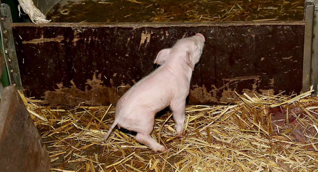 By using a piece of wood, the farrowing section and the piglet nest can be separated, to make sure the piglets stay close.