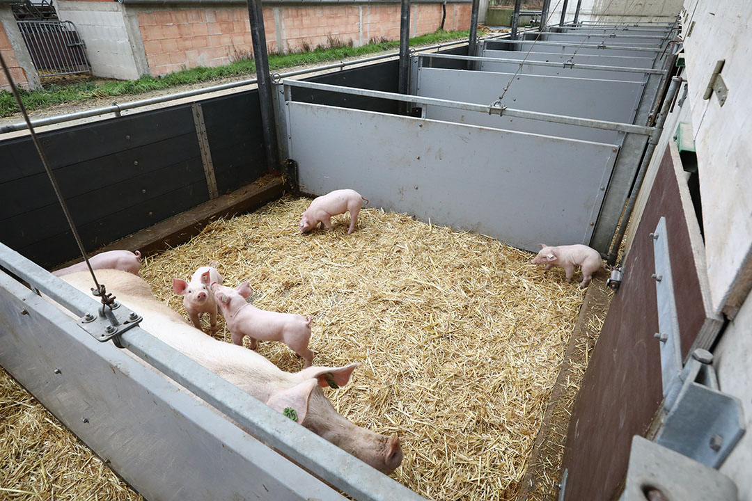 At a week of age, the piglets can be released from the farrowing area and can also go explore outside. Photo: Henk Riswick