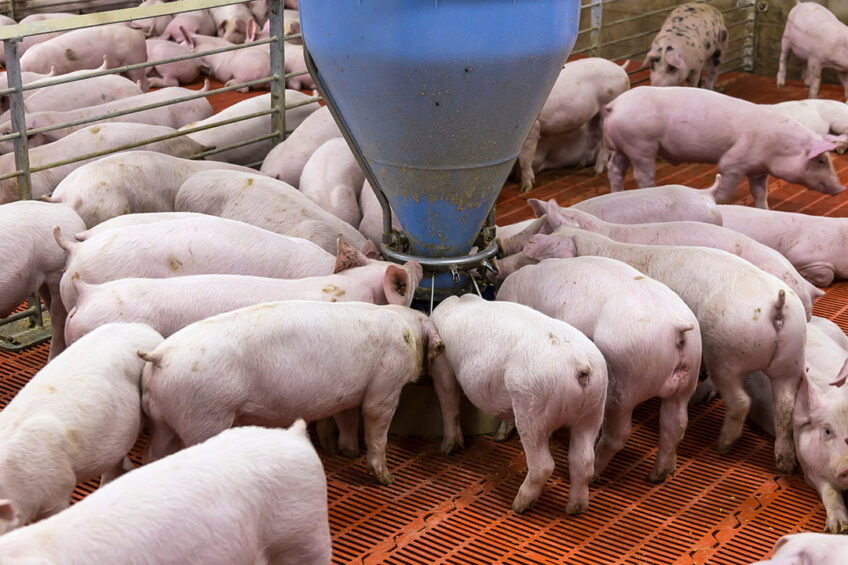 Measuring pigs’ activity including walking, running, lying down, sitting, standing, and playing can be used to detect behavioural changes. Photo: Canva