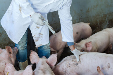 pig vaccine guidelines