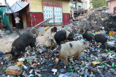 Not an extremely recent picture - this one from the Haitian capital Port-au-Prince dates back to 2010 - but it does show how pigs and humans share the same space, not ideal in a fight against ASF. - Photo: Ziv Koren