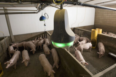 A cough monitor as part of a package of sensors hanging in a pig house, to pick up all kinds of signals. - Photo: Koos Groenewold