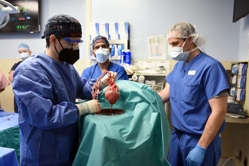 The pig heart prior to surgery. - Photo: University of Maryland