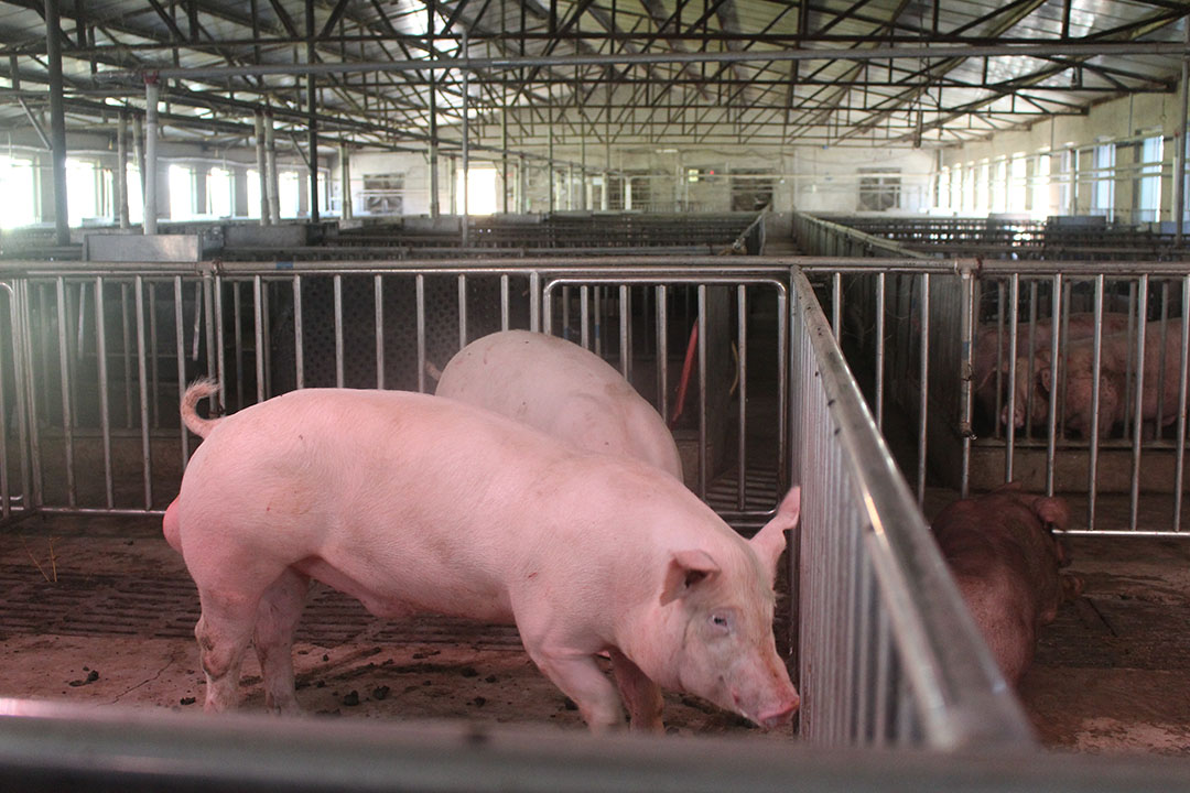 Boars for sale at a farm just south of Beijing, China. - Photo: Vincent ter Beek