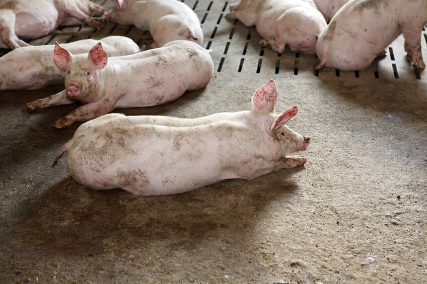 The introduction of a new fattening unit allowed the company  to increase the number of pigs. Photo: Henk Riswick