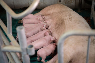 solving sow mortality