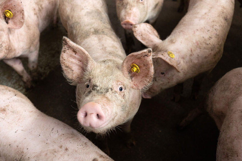 A healthy pig at a farm in the Netherlands which is producing without the use of antibiotics. Photo: Herbert Wiggerman